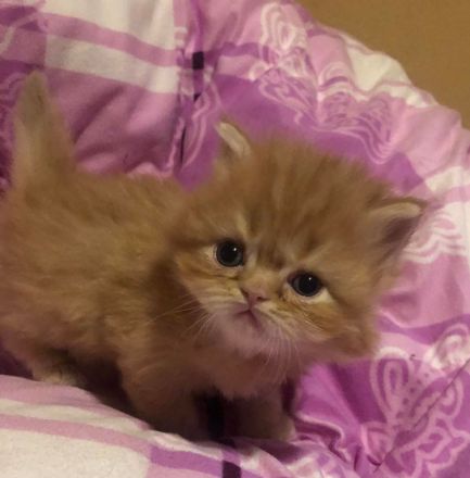 Perserkater Perserkitten Perser mit Nase