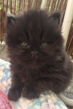 Perserkater Perserkitten Perser mit Nase