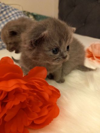 4 zuckersüße BKH Kitten und 1 BKL Baby ab 06.06.23