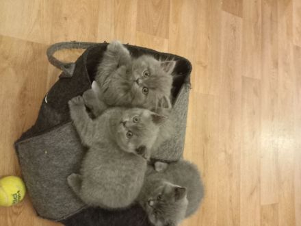 4 zuckersüße BKH Kitten und 1 BKL Baby ab 06.06.23