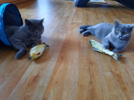 4 zuckersüße BKH Kitten und 1 BKL Baby ab 06.06.23