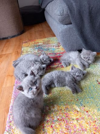 4 zuckersüße BKH Kitten und 1 BKL Baby ab 06.06.23