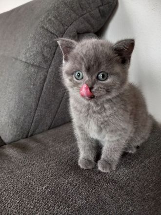 4 zuckersüße BKH Kitten und 1 BKL Baby ab 06.06.23