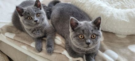 Verschmuste BKH Kitten w und m