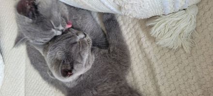 Verschmuste BKH Kitten w und m