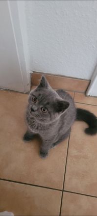 Verschmuste BKH Kitten w und m