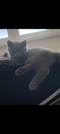 Verschmuste BKH Kitten w und m