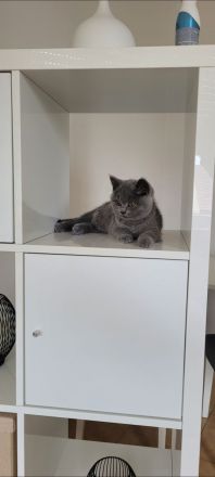 Verschmuste BKH Kitten w und m