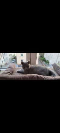 Verschmuste BKH Kitten w und m