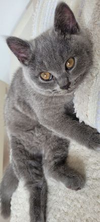 Verschmuste BKH Kitten w und m