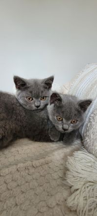 Verschmuste BKH Kitten w und m