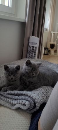 Verschmuste BKH Kitten w und m