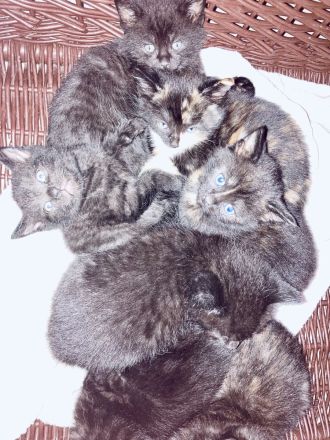 kleine Kitten zum Liebhaben