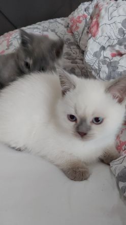 Bkh kitten