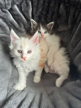 Maine Coon Kitten Reinrassig mit Stammbaum