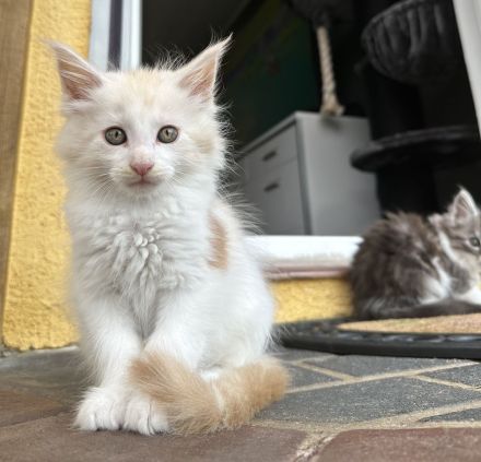 Maine Coon Kitten Reinrassig mit Stammbaum