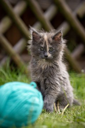 Maine Coon Kitten
