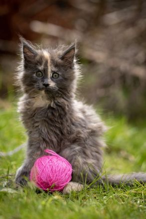 Maine Coon Kitten