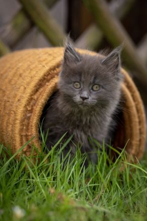 Maine Coon Kitten