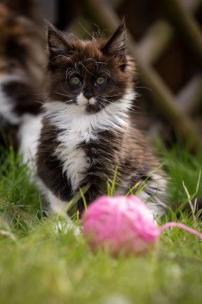 Maine Coon Kitten