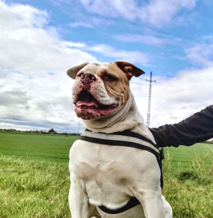 rasstypische American Bulldog Welpen, extrem Bully Typ