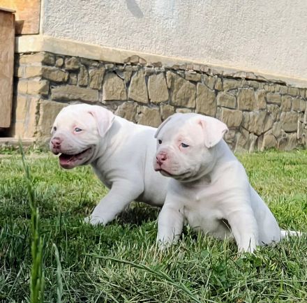 rasstypische American Bulldog Welpen, extrem Bully Typ