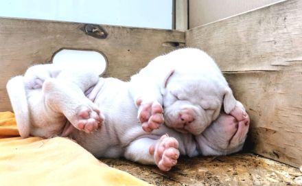 rasstypische American Bulldog Welpen, extrem Bully Typ