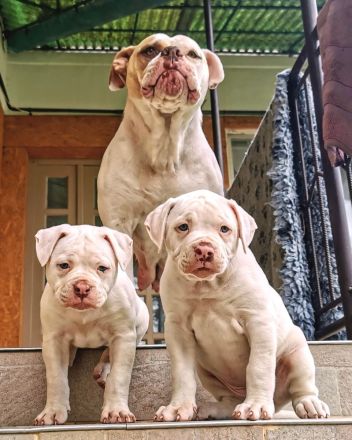 rasstypische American Bulldog Welpen, extrem Bully Typ