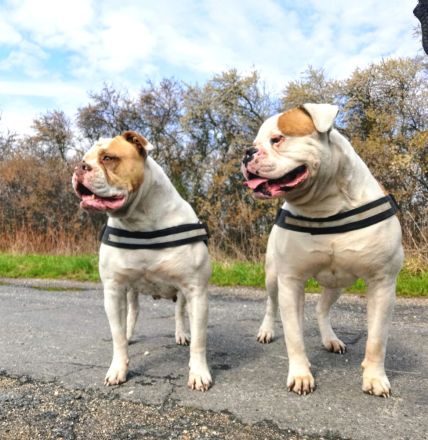 rasstypische American Bulldog Welpen, extrem Bully Typ