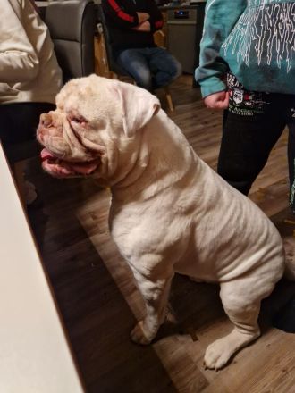 rasstypische American Bulldog Welpen, extrem Bully Typ