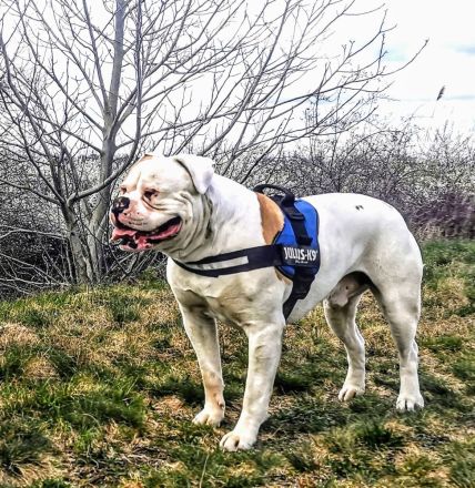 rasstypische American Bulldog Welpen, extrem Bully Typ