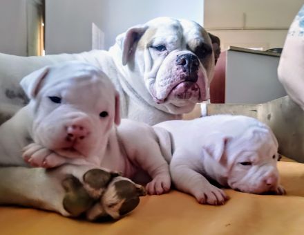 rasstypische American Bulldog Welpen, extrem Bully Typ