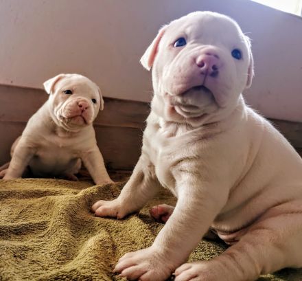 rasstypische American Bulldog Welpen, extrem Bully Typ