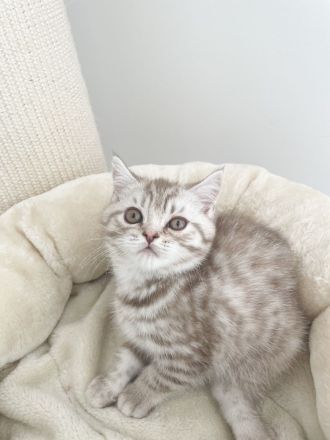 Super süße BKH Kitten