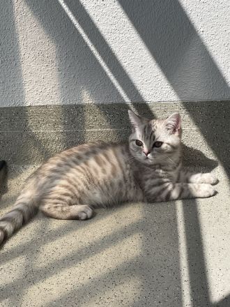 Super süße BKH Kitten