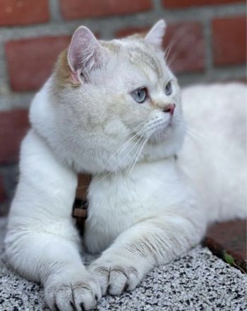 Super süße BKH Kitten