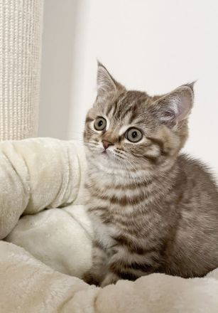 Super süße BKH Kitten