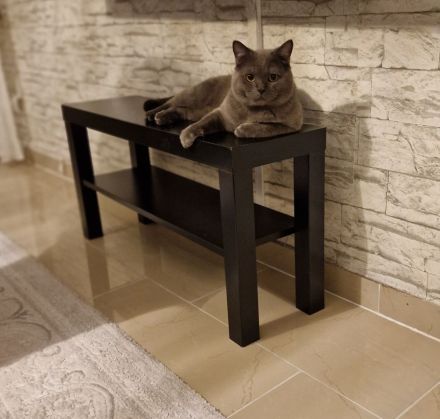 BKH Kitten Katzeneltern