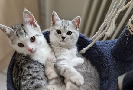 BKH Kitten Katzeneltern