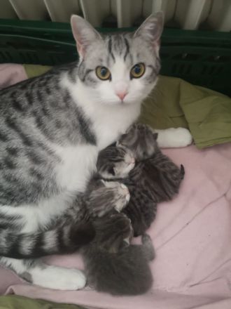 BKH Kitten Katzeneltern