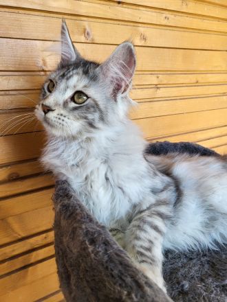 Maine Coon Kitten