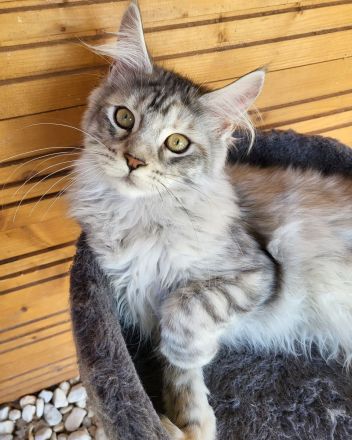 Maine Coon Kitten