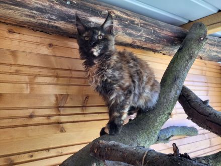 Maine Coon Babys mit Stammbaum