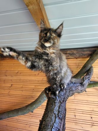 Maine Coon Babys mit Stammbaum