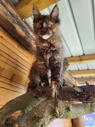 Maine Coon Babys mit Stammbaum