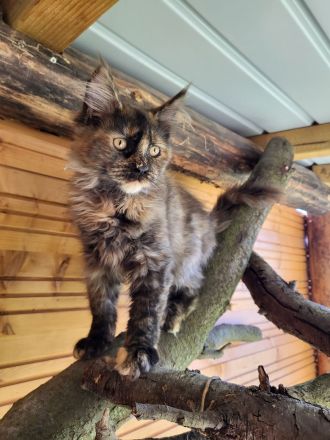 Maine Coon Babys mit Stammbaum