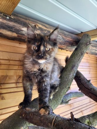 Maine Coon Babys mit Stammbaum