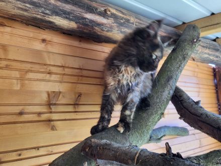 Maine Coon Babys mit Stammbaum