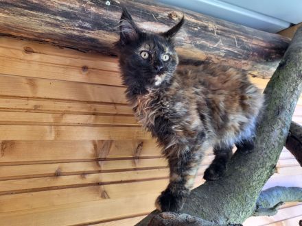 Maine Coon Babys mit Stammbaum