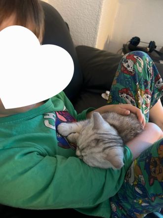 Kleine BKH Dame such ein Zuhause